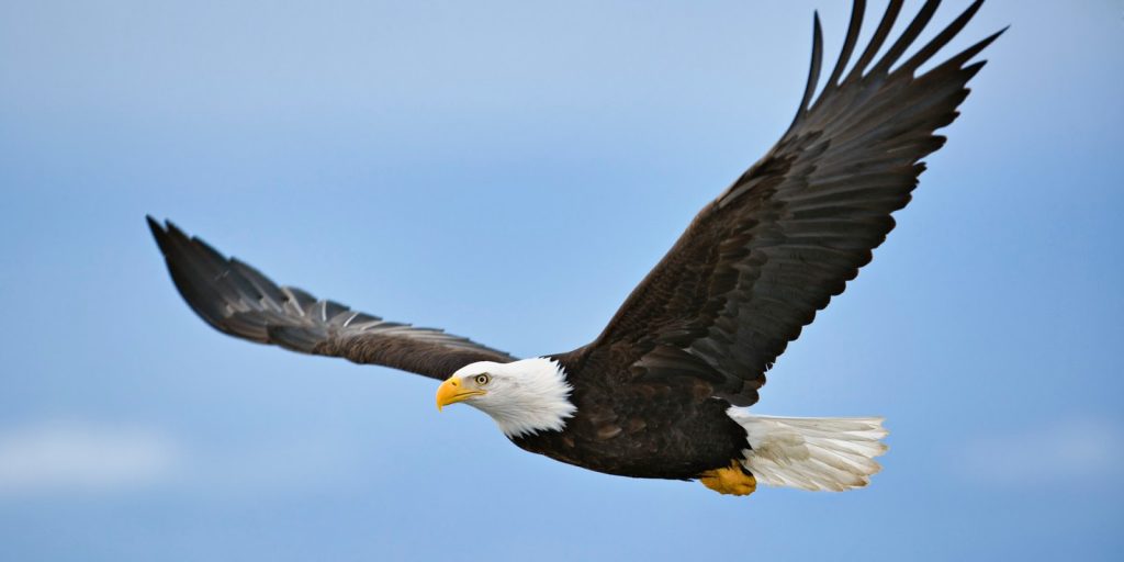 Soaring with Eagles? - The Javelin Institute
